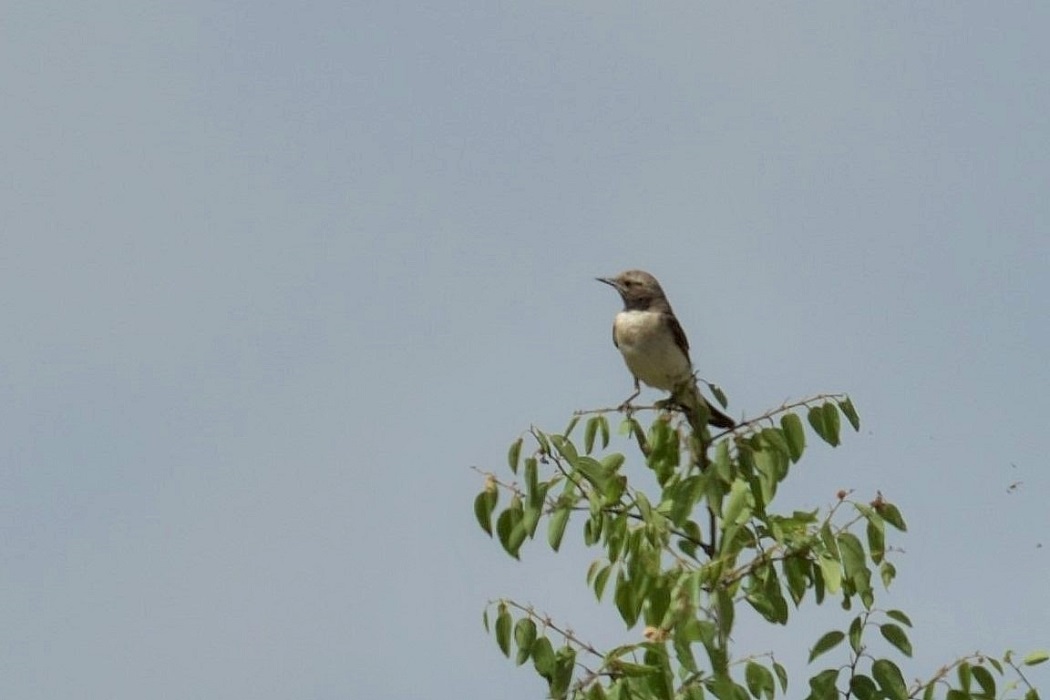 Aksırtlı kuyrukkakan