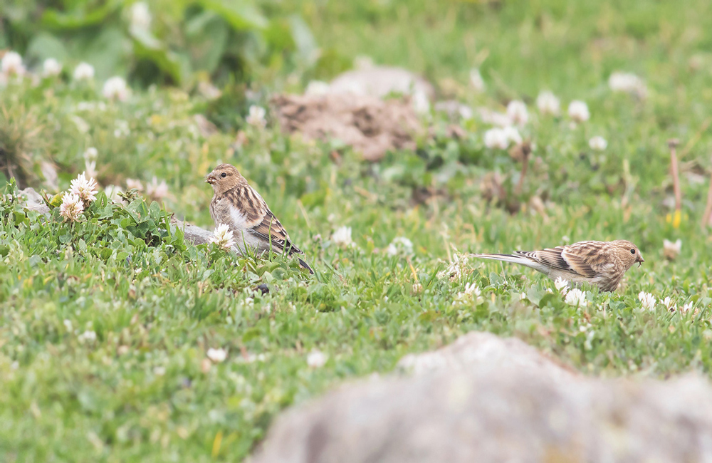 Sarıgagalı ketenkuşu