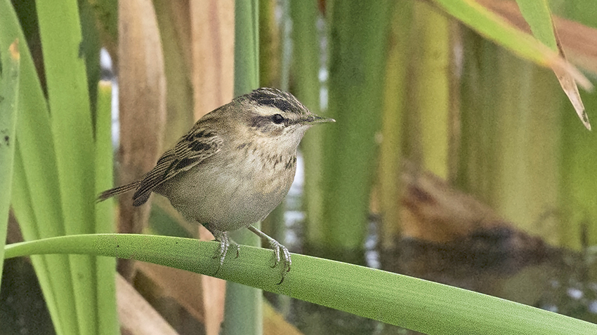 Kındıra kamışçını