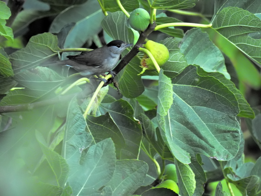 Karabaşlı ötleğen