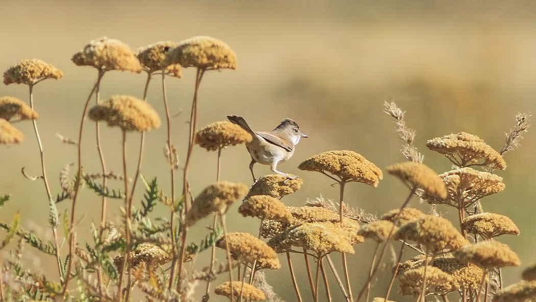 Akgerdanlı ötleğen