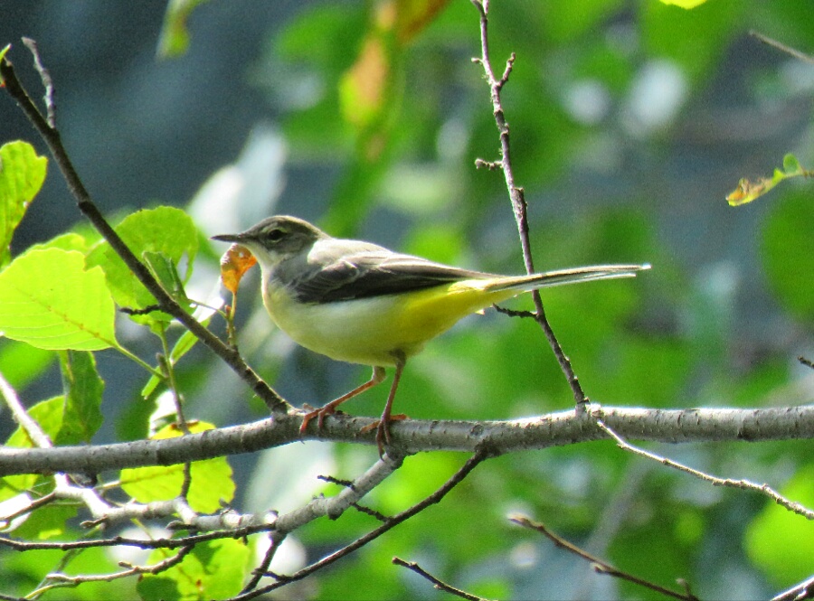 Dağ kuyruksallayanı