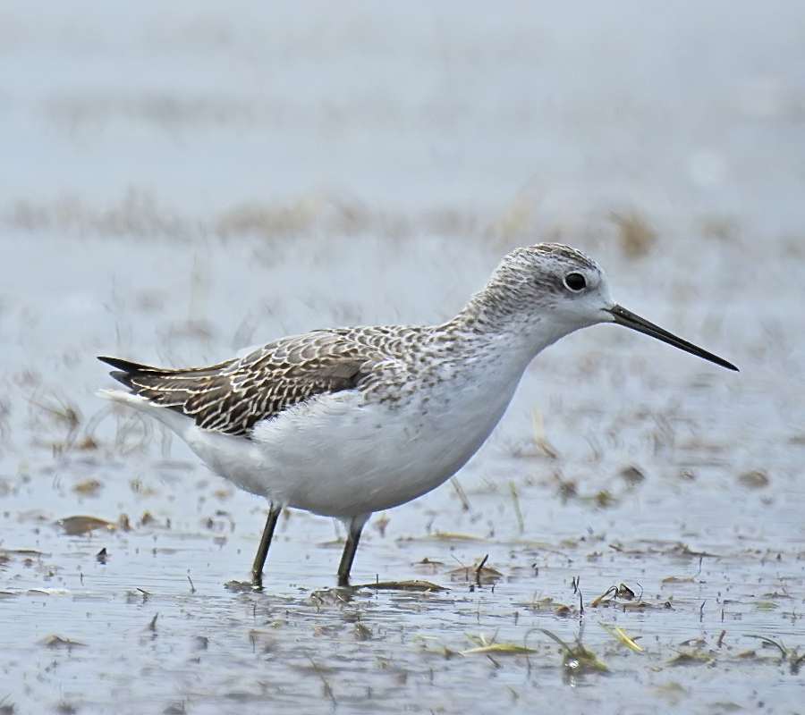 Bataklık düdükçünü
