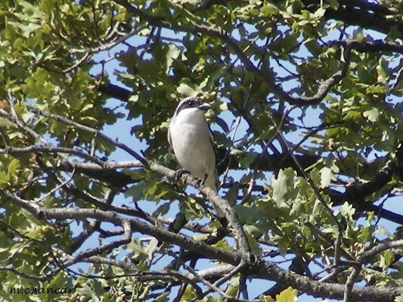 Karaalınlı örümcekkuşu