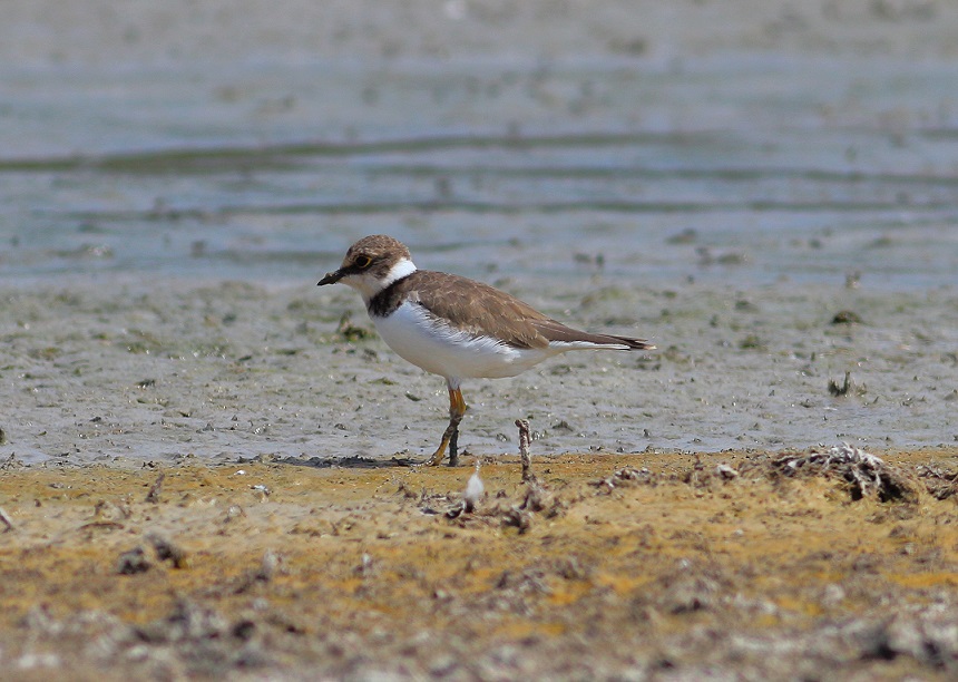 Halkalı küçük cılıbıt