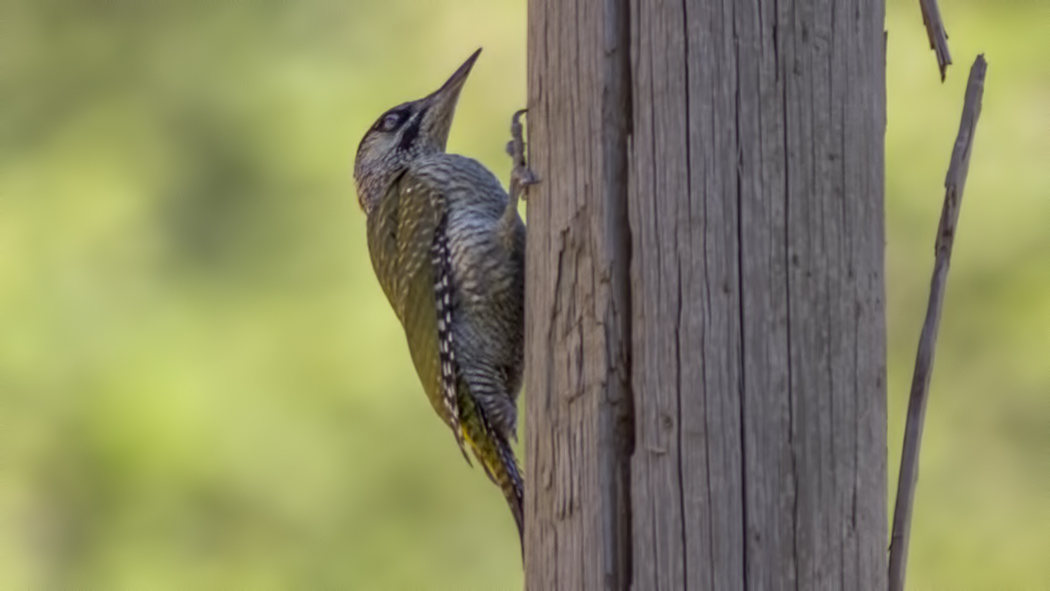 Küçük yeşil ağaçkakan