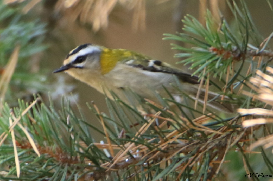 Sürmeli çalıkuşu