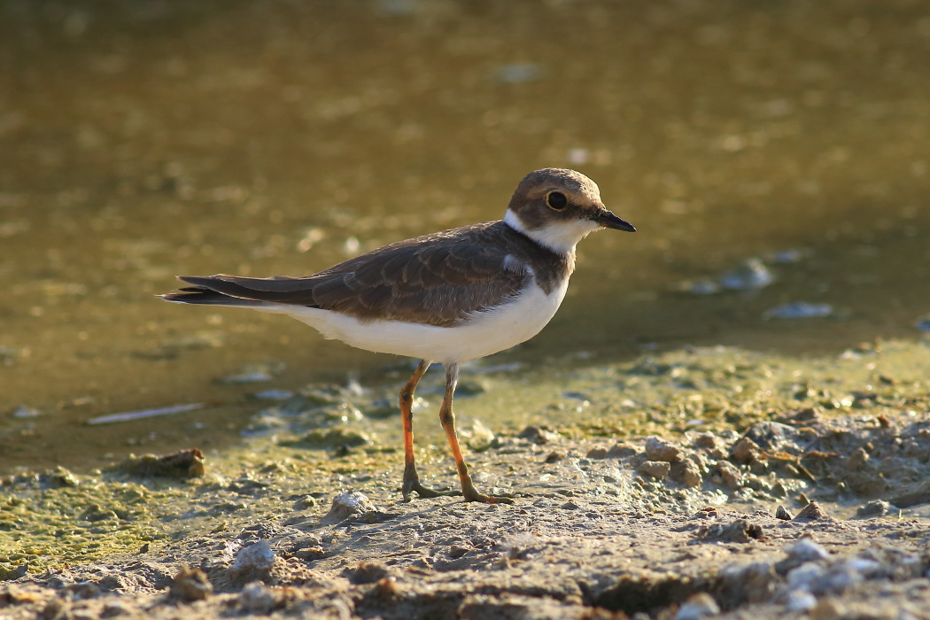 Halkalı küçük cılıbıt