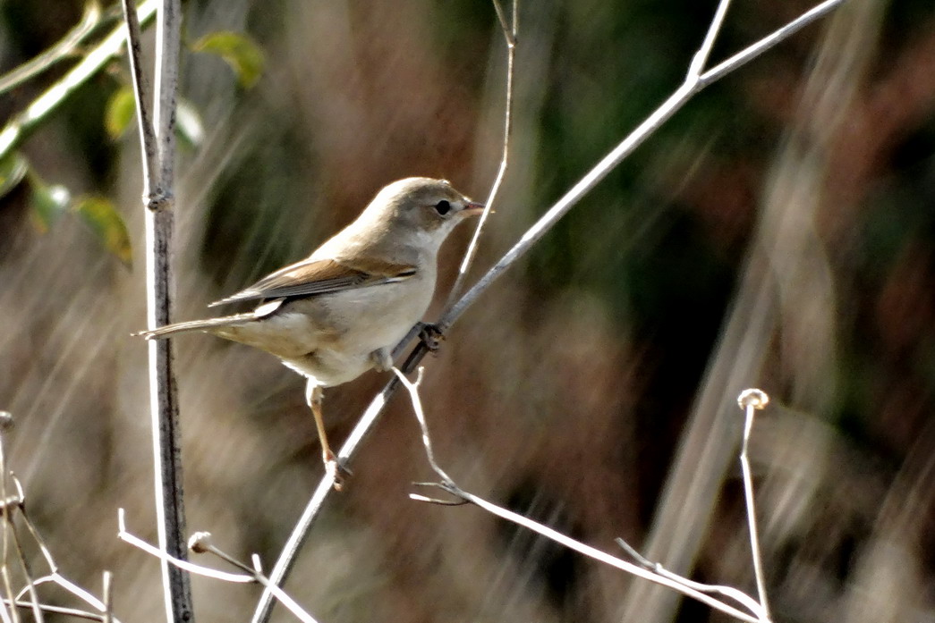 Akgerdanlı ötleğen