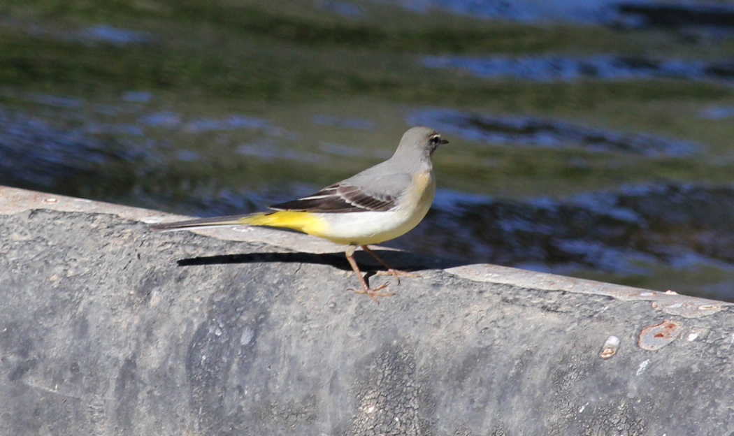 Dağ kuyruksallayanı