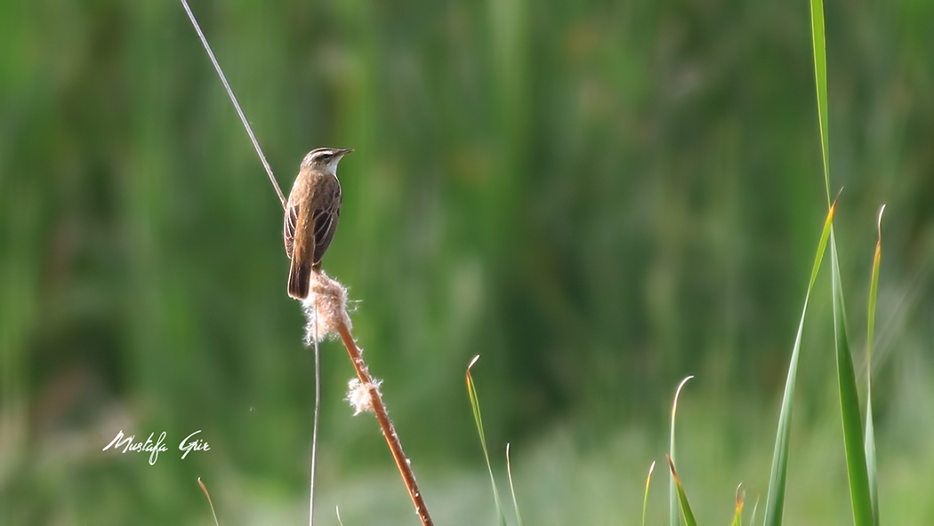 Kındıra kamışçını