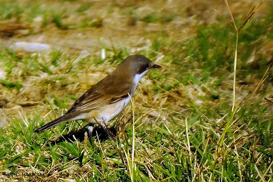 Küçük akgerdanlı ötleğen
