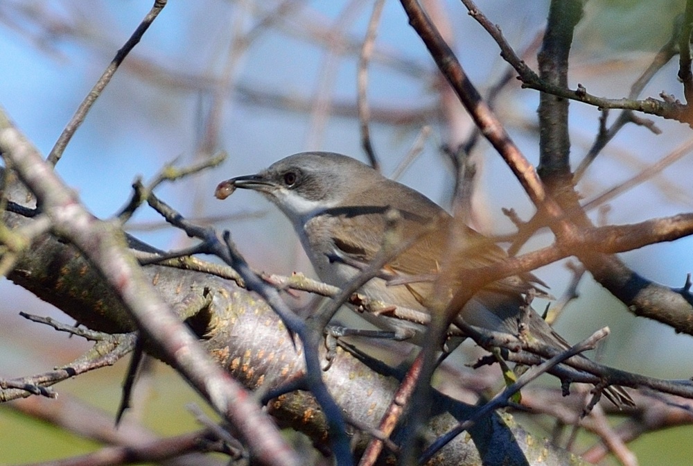 Küçük akgerdanlı ötleğen