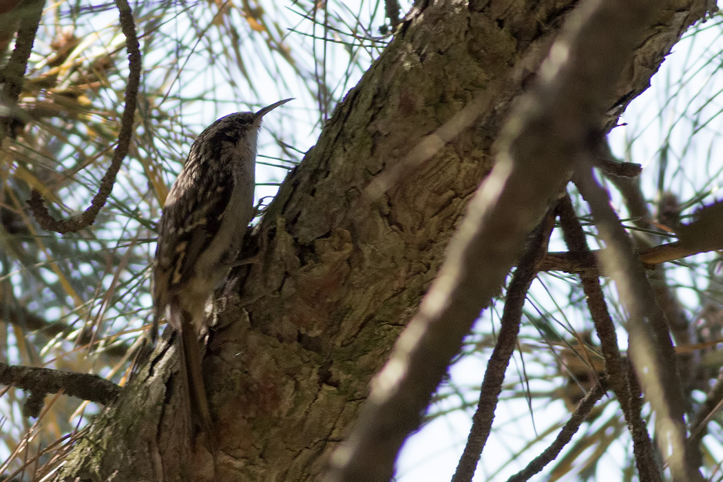Bahçe tırmaşıkkuşu
