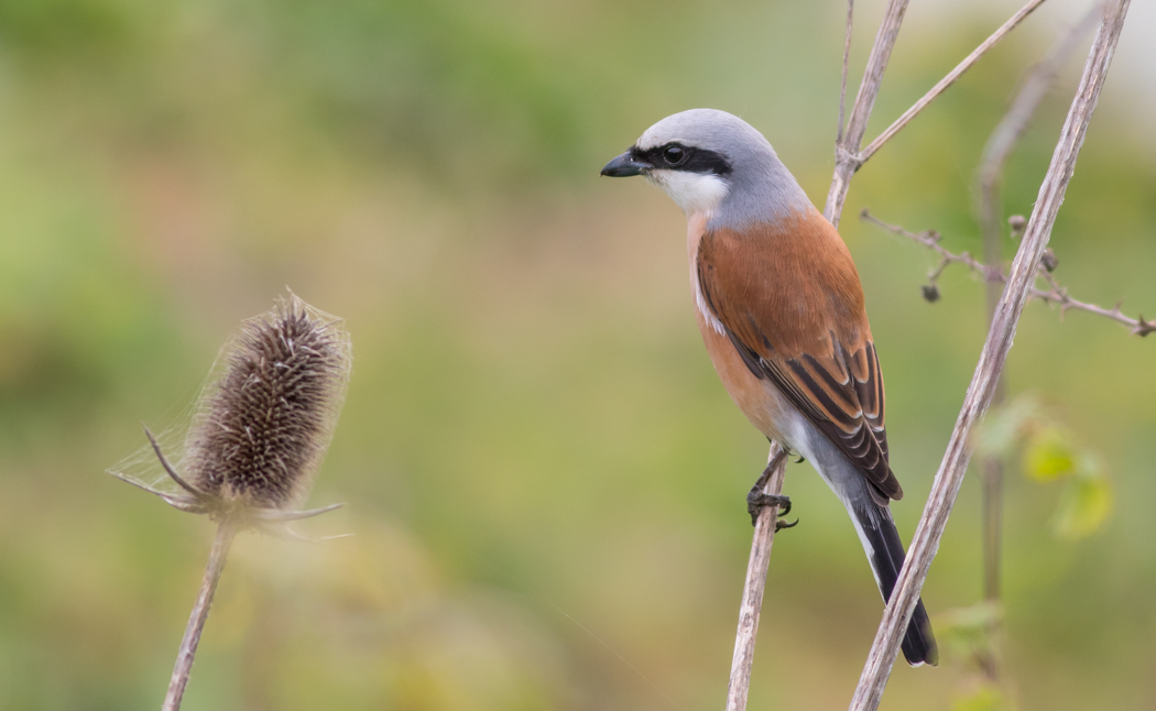 Kızılsırtlı örümcekkuşu