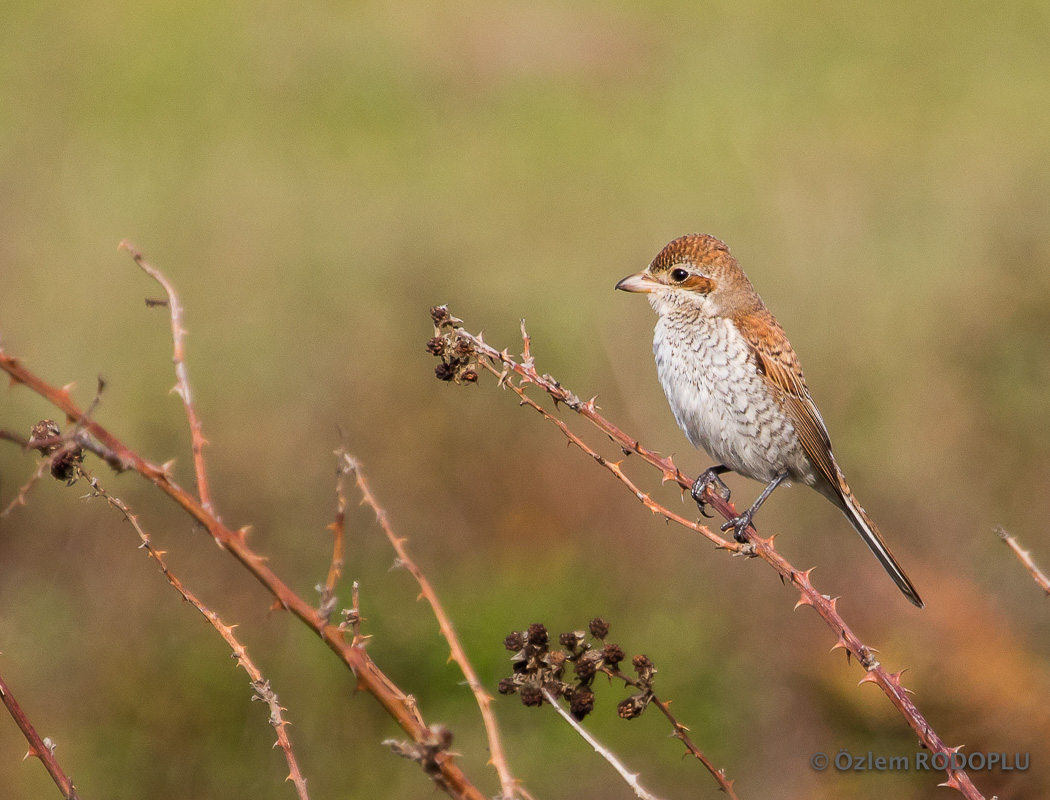 Kızılsırtlı örümcekkuşu