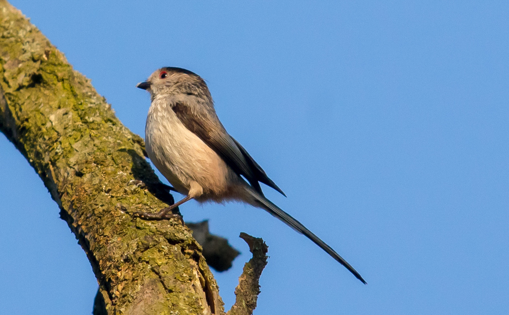 Uzunkuyruklu baştankara