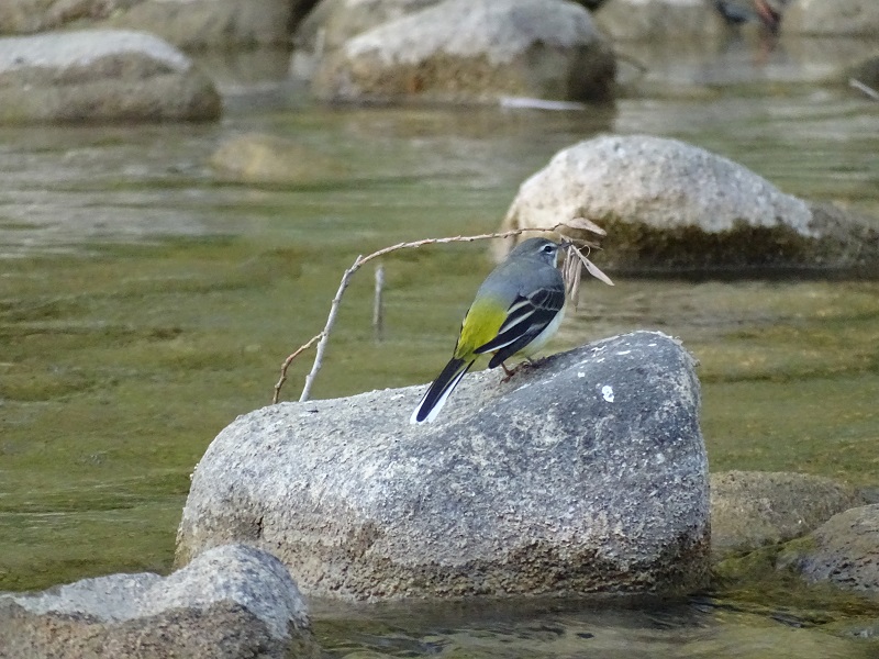 Dağ kuyruksallayanı