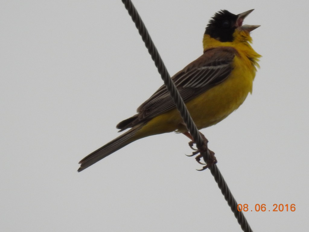 Karabaşlı kirazkuşu