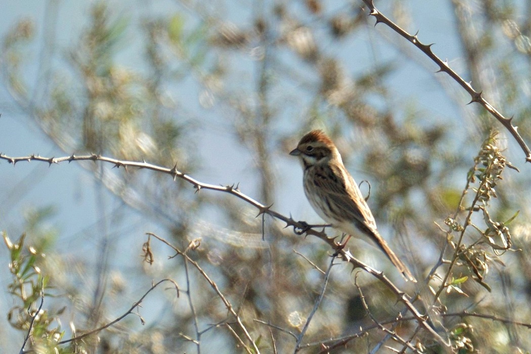 Bataklık Kirazkuşu
