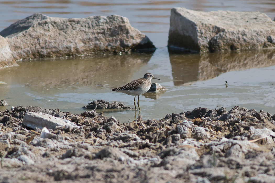 Orman düdükçünü