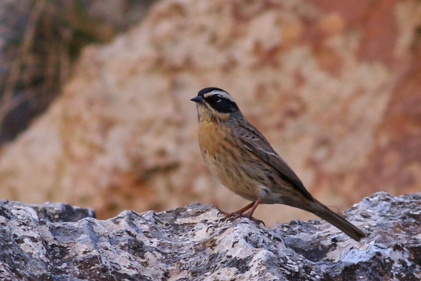Sürmeli dağbülbülü
