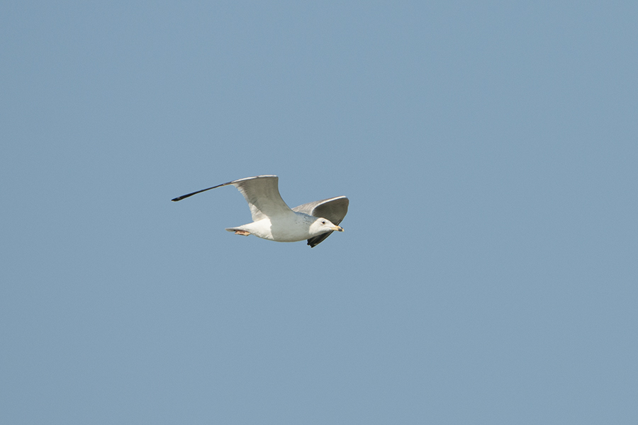 Van gölü martısı