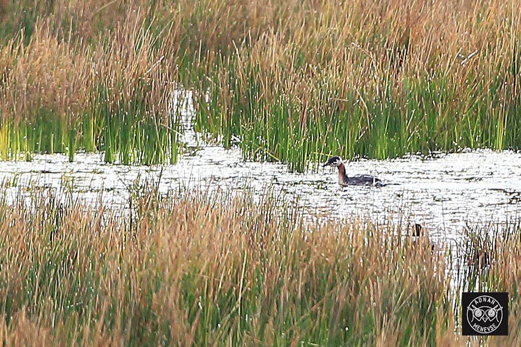 Kızılboyunlu batağan