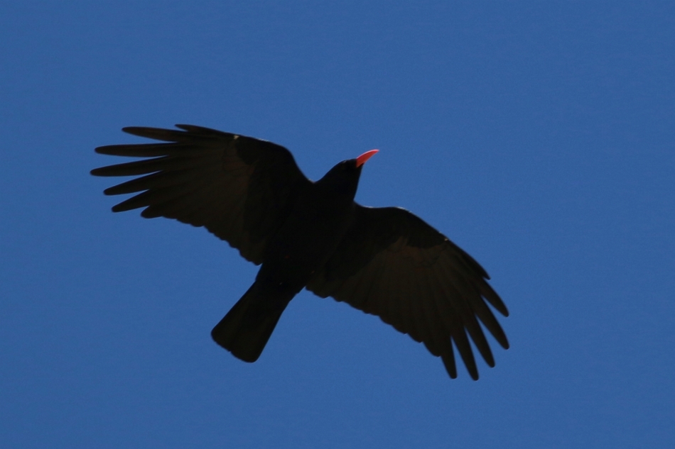 Kırmızıgagalı dağ kargası