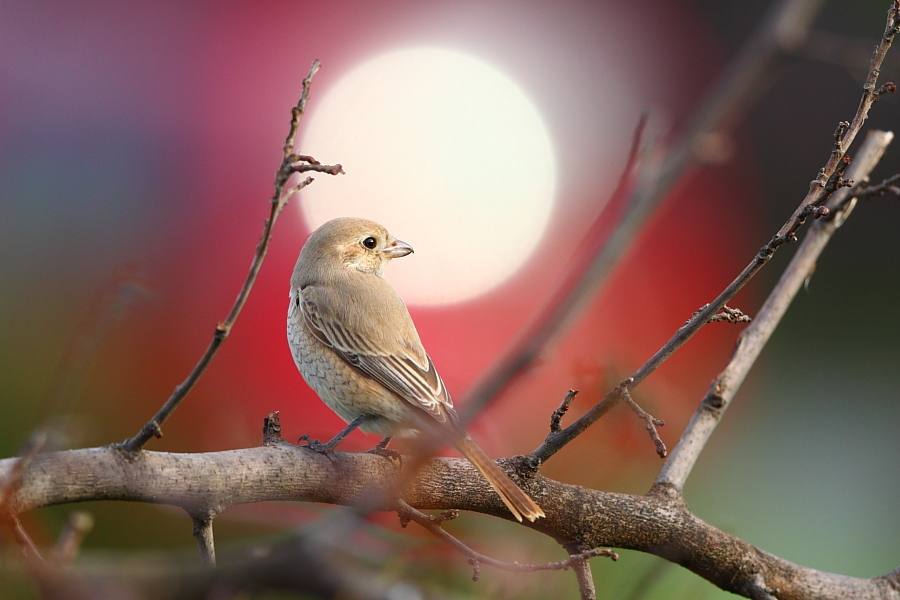 Kızılkuyruklu örümcekkuşu