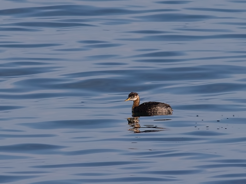 Kızılboyunlu batağan