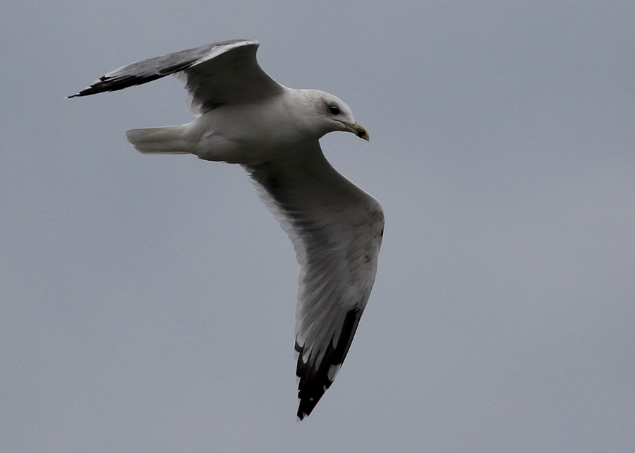 Küçük gümüş martı