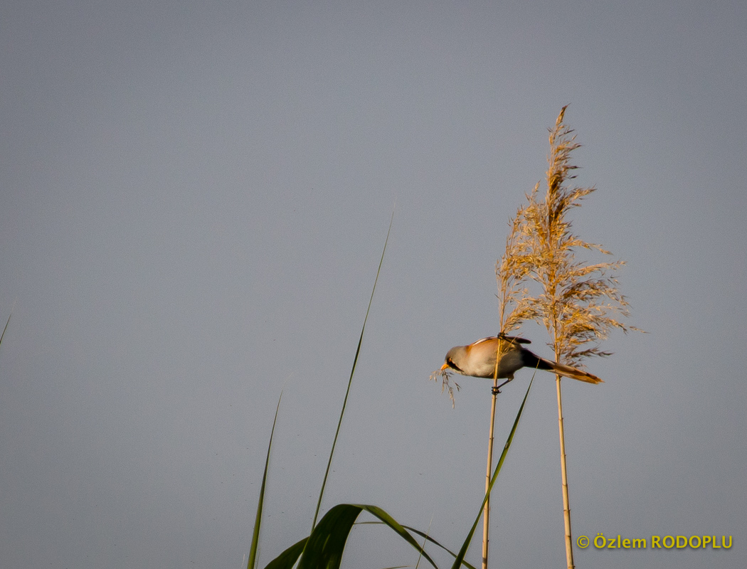 Bıyıklı baştankara
