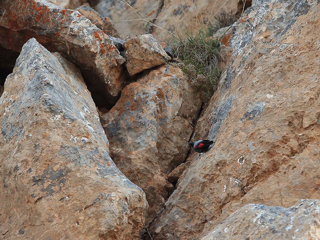 Duvar tırmaşıkkuşu