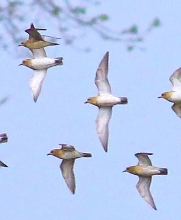 Küçük altın yağmurcun