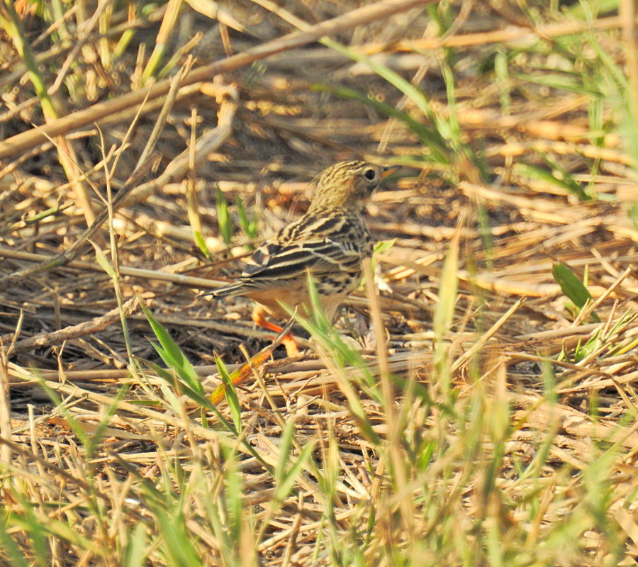 Kızılgerdanlı incirkuşu