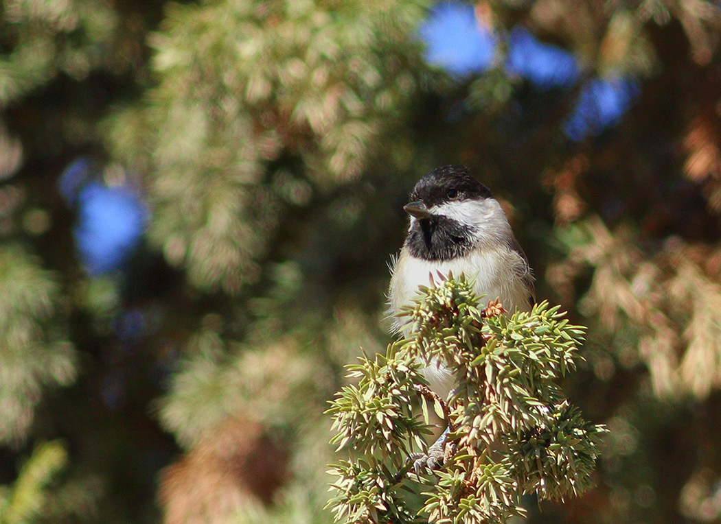 Akyanaklı baştankara