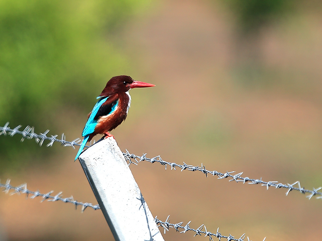 İzmir yalıçapkını
