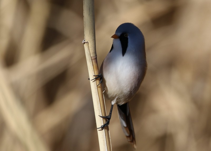 Bıyıklı baştankara