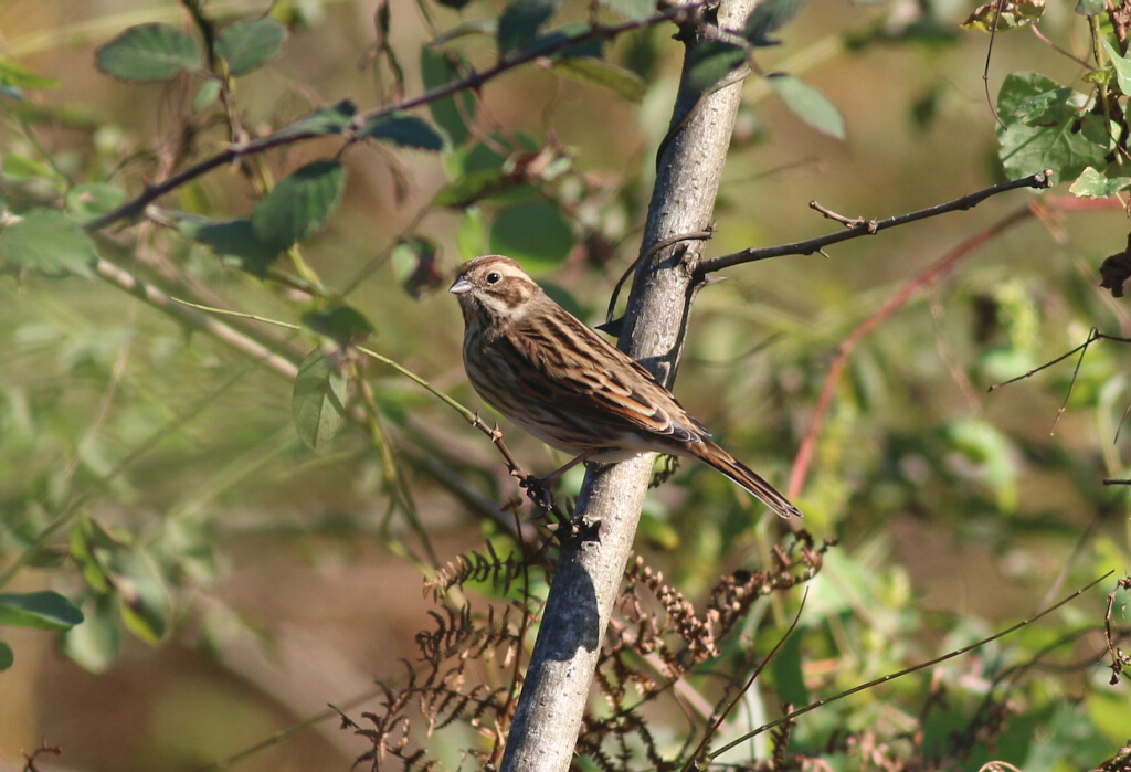 Bataklık Kirazkuşu