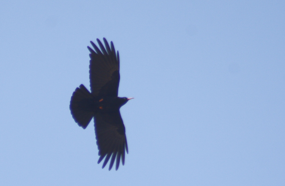 Kırmızıgagalı dağ kargası