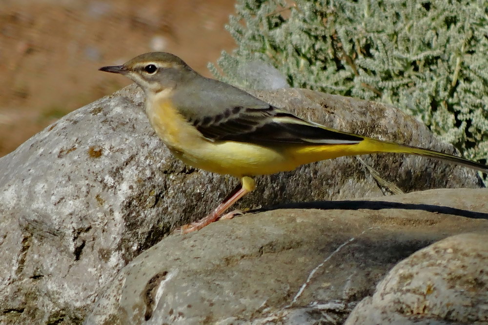 Dağ kuyruksallayanı