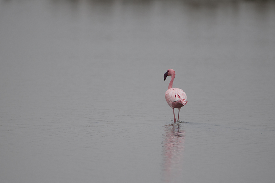 Küçük flamingo