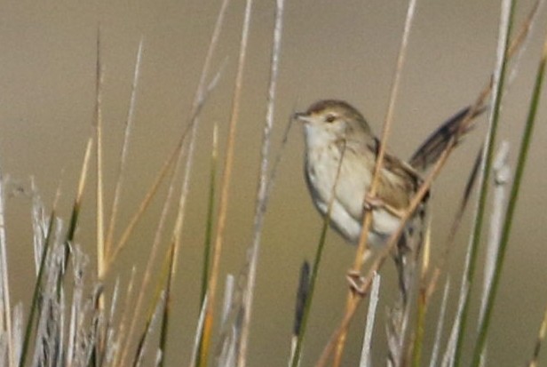 Dikkuyruklu ötleğen