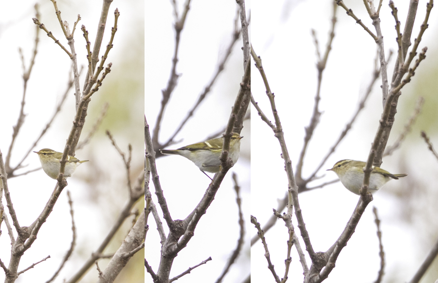 Sarıkaşlı çıvgın