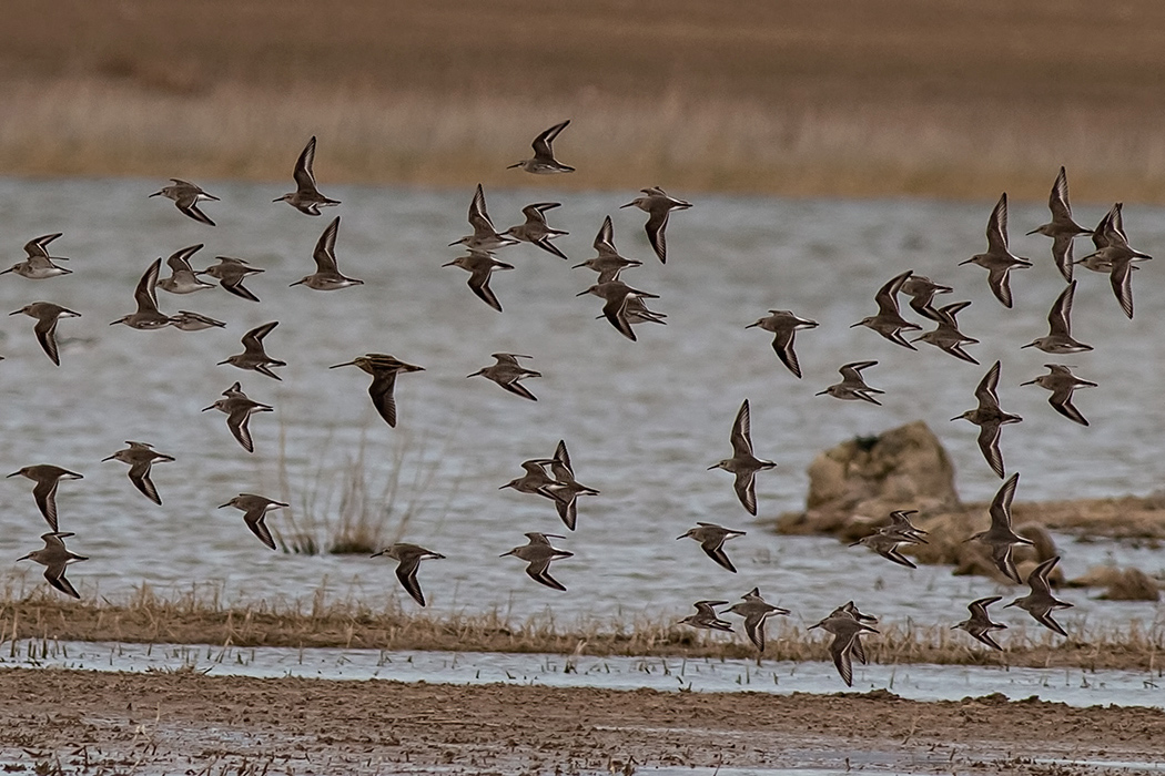 Karakarınlı kumkuşu