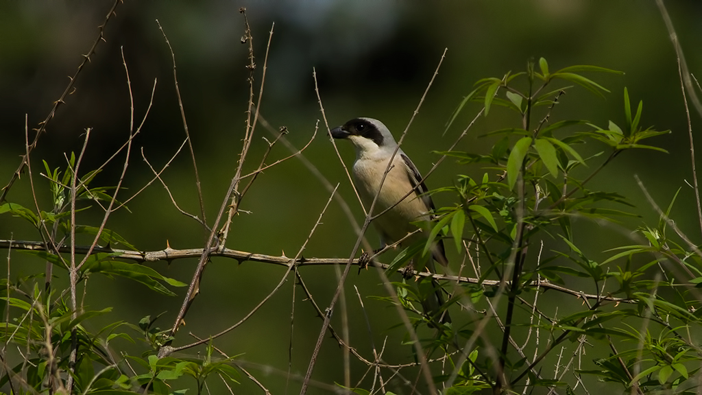 Karaalınlı örümcekkuşu