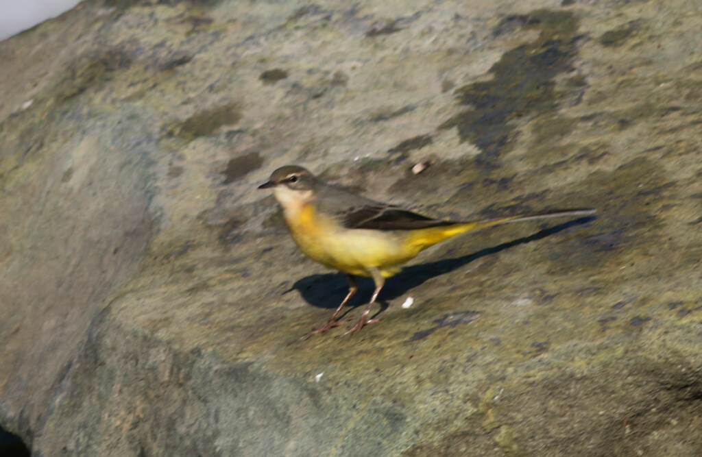 Dağ kuyruksallayanı