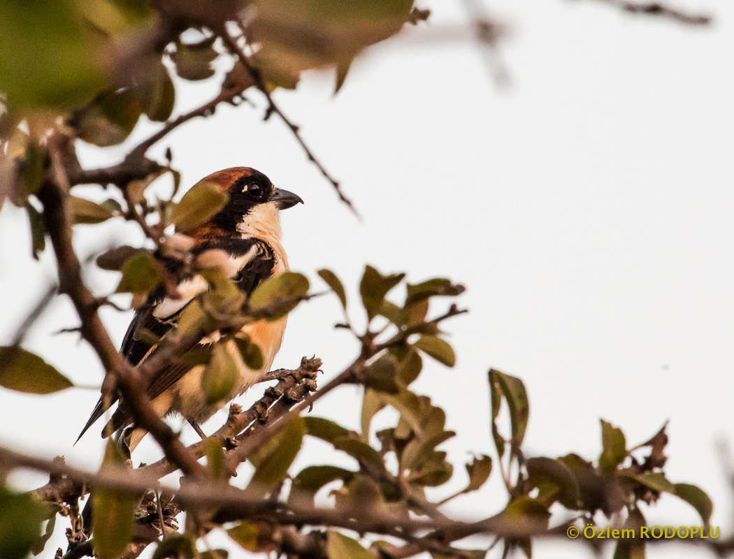 Kızılbaşlı örümcekkuşu