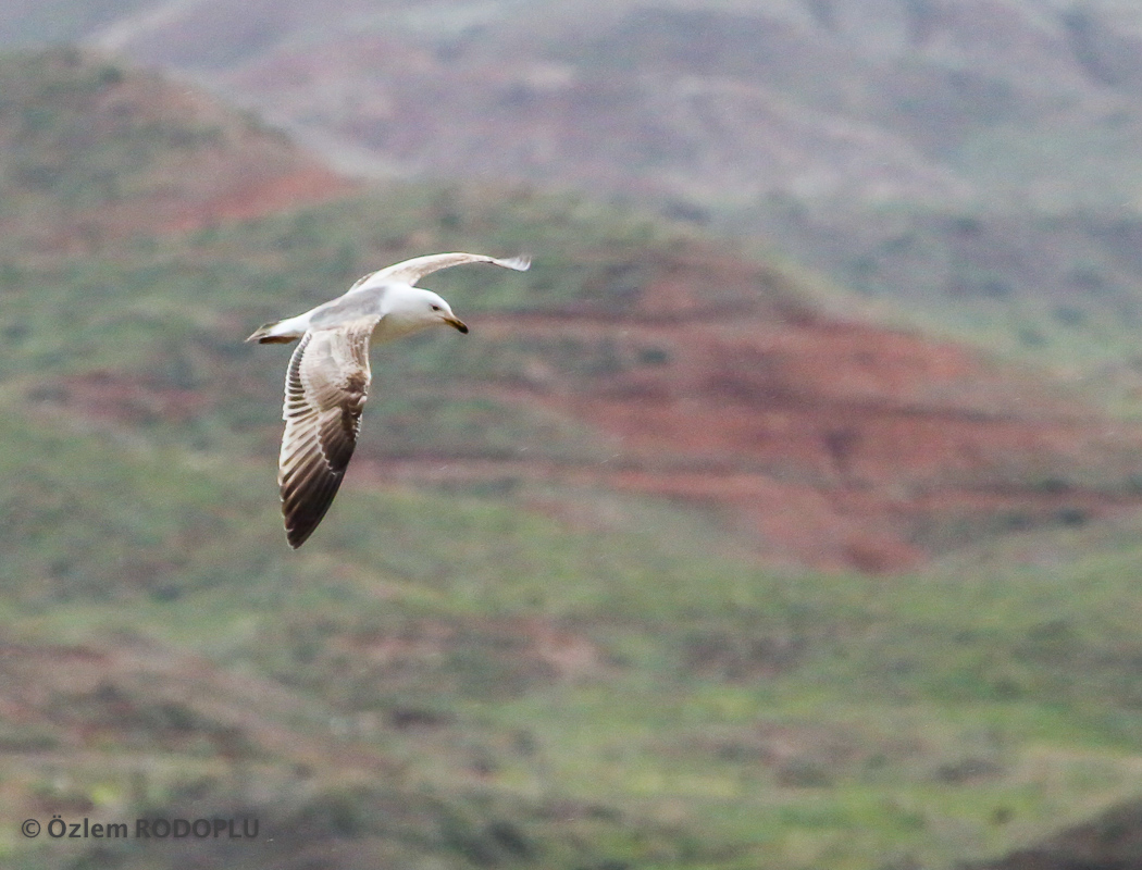 Van gölü martısı